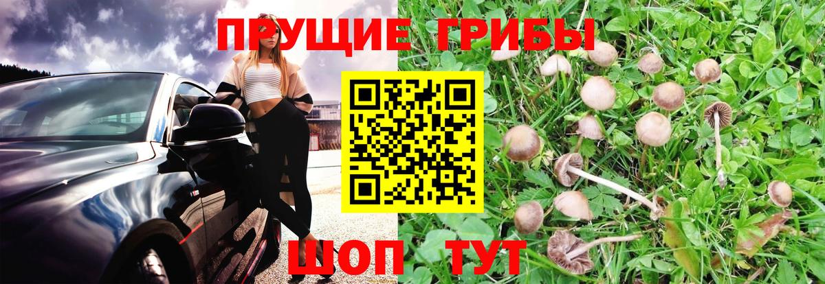 магазин    Галлюциногенные грибы прущие грибы  Вход с VPN  Камень-на-Оби  Галлюциногенные грибы MAGIC MUSHROOMS 